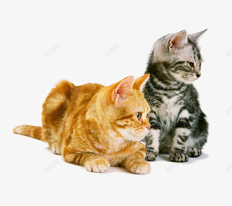 两只小猫咪png免抠素材_88icon https://88icon.com 卖萌小猫 宠物 小猫咪 猫咪 猫猫