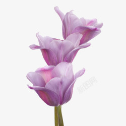三朵美丽的紫色郁金香素材