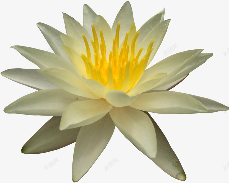 白色黄蕊莲花png免抠素材_88icon https://88icon.com 植物 美丽 花朵 莲花