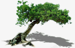 生态环保植物大树素材