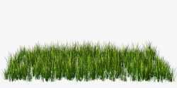 茁壮生长一丛茁壮生长的小草高清图片