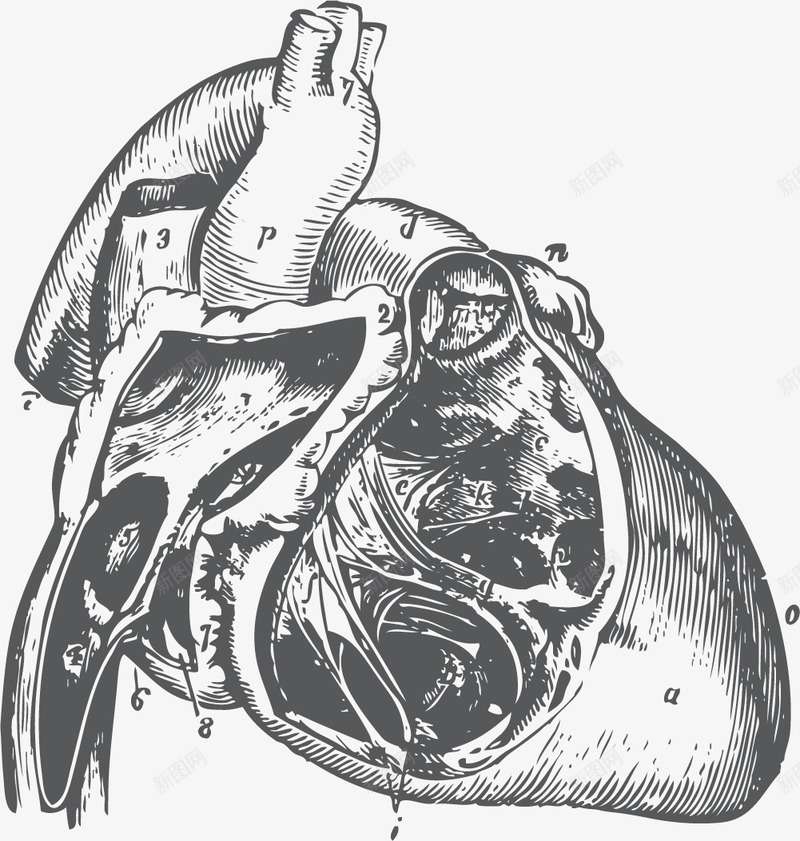 心脏血脉流动器官手绘png免抠素材_88icon https://88icon.com 人体内脏 内脏 器官 心脏器官 手绘器官 流动的血脉 血脉器官