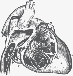 心脏血脉流动器官手绘素材