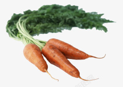 手绘蔬菜卡通食物胡萝素材