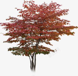 红色创意环境树木素材