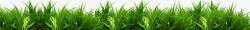 绿色草丛小草装饰素材
