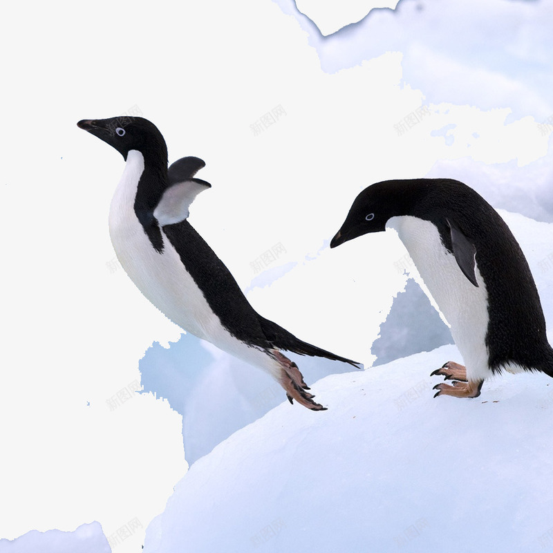 南极企鹅png免抠素材_88icon https://88icon.com 样式 毛发 白色 颜色