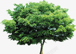 绿色树冠大树医疗素材