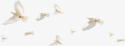 白色鸽子和平鸽飞翔漂浮素材