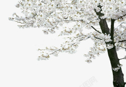 白色唯美意境花朵大树植物素材