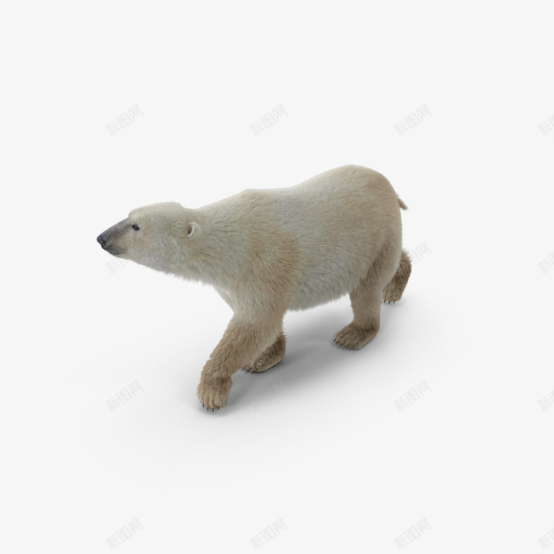 胖北极熊png免抠素材_88icon https://88icon.com 冬季 冷 冻原 动物 北部 哺乳动物 捕食者 极性 毛皮 毛茸茸的 熊 白色 自然 艺术 野生动物 食肉动物