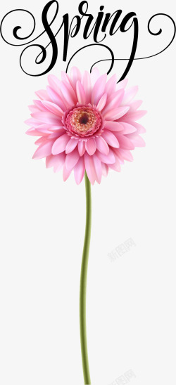 一朵美丽的粉色花朵素材