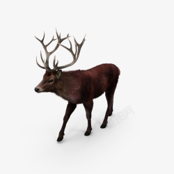 动物角素材野生麋鹿高清图片