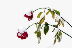 雪天里枯萎的玫瑰花素材