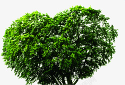 绿色爱心造型大树美景素材