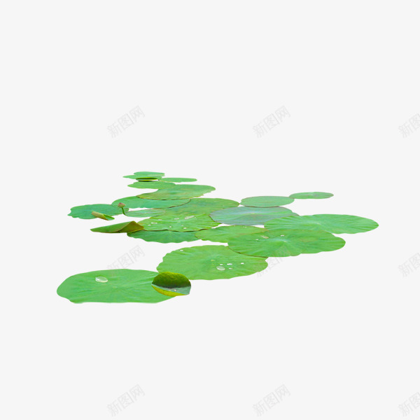 漂浮在水上的荷叶png免抠素材_88icon https://88icon.com 叶子 植物 绿色