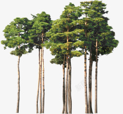 韩式绿树成长大树素材