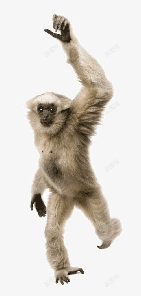 跳舞的猴子png免抠素材_88icon https://88icon.com 动物 可爱 猴子 自然界