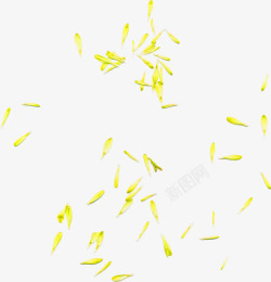 黄色清新花瓣漂浮素材