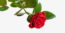 红色玫瑰花摄影素材