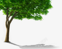 绿化大树美景素材