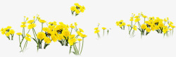 黄色花朵美丽自然素材