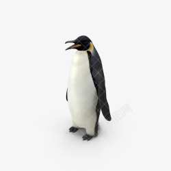 企鹅动物南极动物小企鹅素材