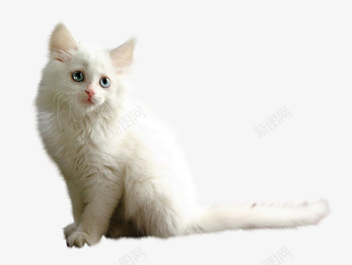 白色宠物猫png免抠素材_88icon https://88icon.com 动物 可爱小猫 宠物猫 猫咪