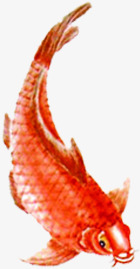 手绘红色艺术鱼类春节素材