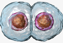 生物科技插图动物细胞分裂高清图片