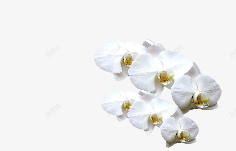 白色山茶花png免抠素材_88icon https://88icon.com 唯美 山茶花 植物 白色 白色山茶花 纯洁 美丽 自然 花卉 花朵