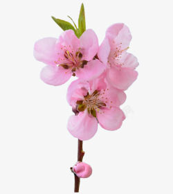粉色盛开的美丽桃花素材