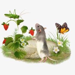 小老鼠偷吃草莓素材