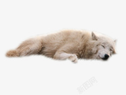可爱的狗躺着睡觉的狗素材