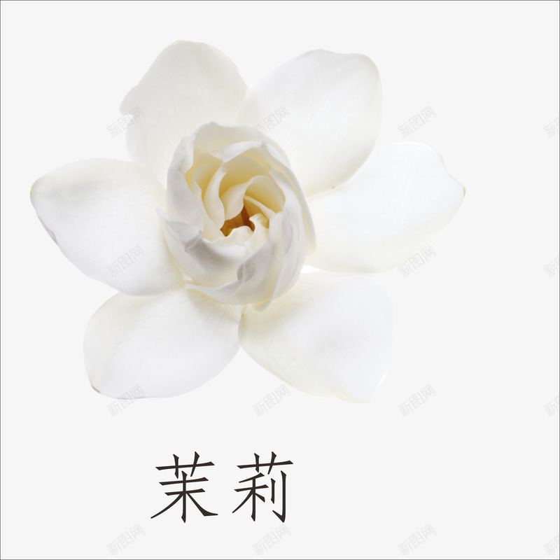 白色茉莉清香自然png免抠素材_88icon https://88icon.com 清香 白色 自然 茉莉