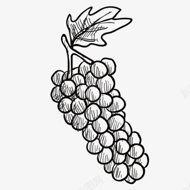 水果矢量手绘线描黑加仑葡萄图图标图标