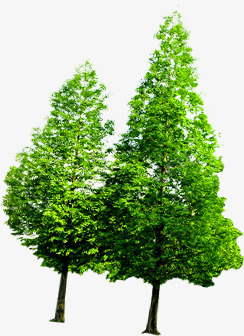 合成绿色的大树效果造型素材