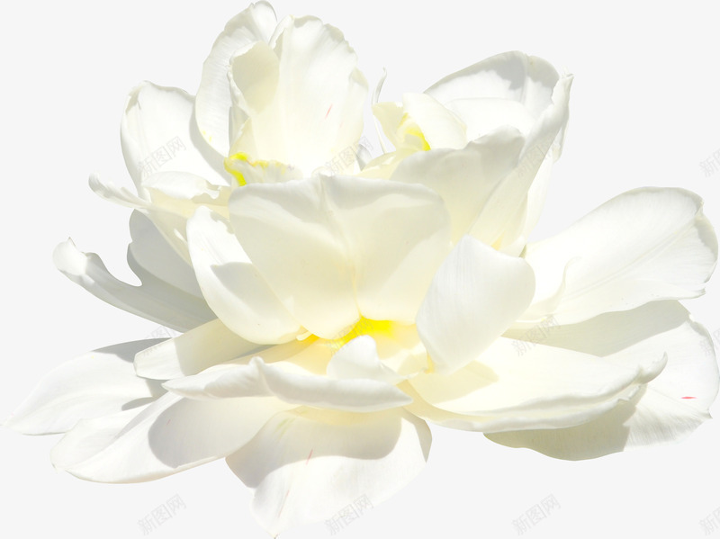 美丽鲜花png免抠素材_88icon https://88icon.com 白色花朵 花朵 花瓣