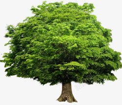绿树清新大树环保素材
