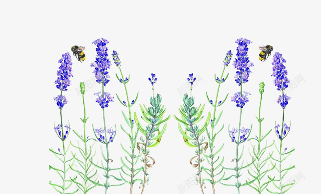 忙碌的小蜜蜂片png免抠素材_88icon https://88icon.com 勤劳的蜜蜂 紫色的鲜花 背景图片薰衣草花 装饰图片花朵
