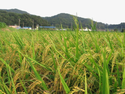 农田庄稼绿色水稻摄影高清图片