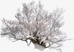 白色花朵树枝大树景观装饰素材