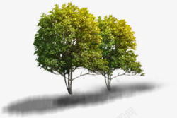 黄色树叶大树绿化素材