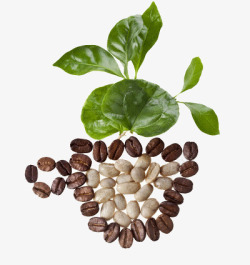 长在咖啡豆里面的叶子素材