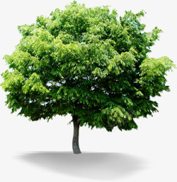 绿色清爽大树清新植物素材