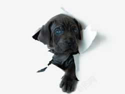 破纸而出的狗狗破纸而出的黑色狗狗高清图片