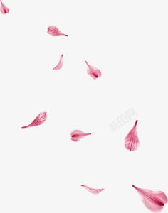 粉红花瓣花朵漂浮装饰素材