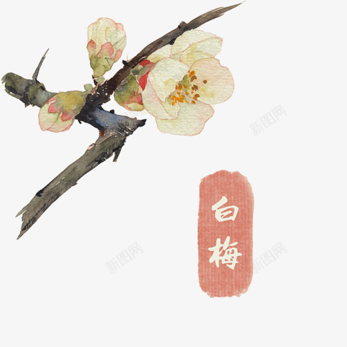 梅花png免抠素材_88icon https://88icon.com 冬梅 手绘画 梅花 白梅