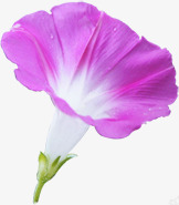 紫色美丽花朵喇叭花风光png免抠素材_88icon https://88icon.com 喇叭花 紫色 美丽 花朵 风光