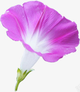 紫色美丽花朵喇叭花风光素材